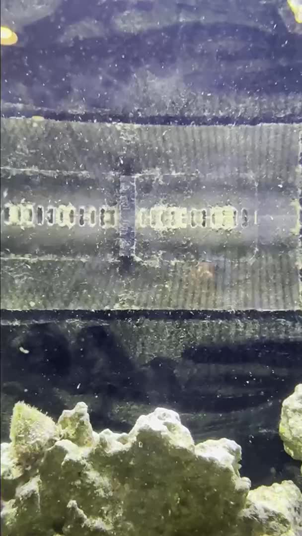 Any guesses on what kind of larvae this might be? Noticed after the lights went out last n...