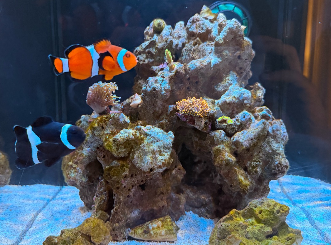 Tank Image