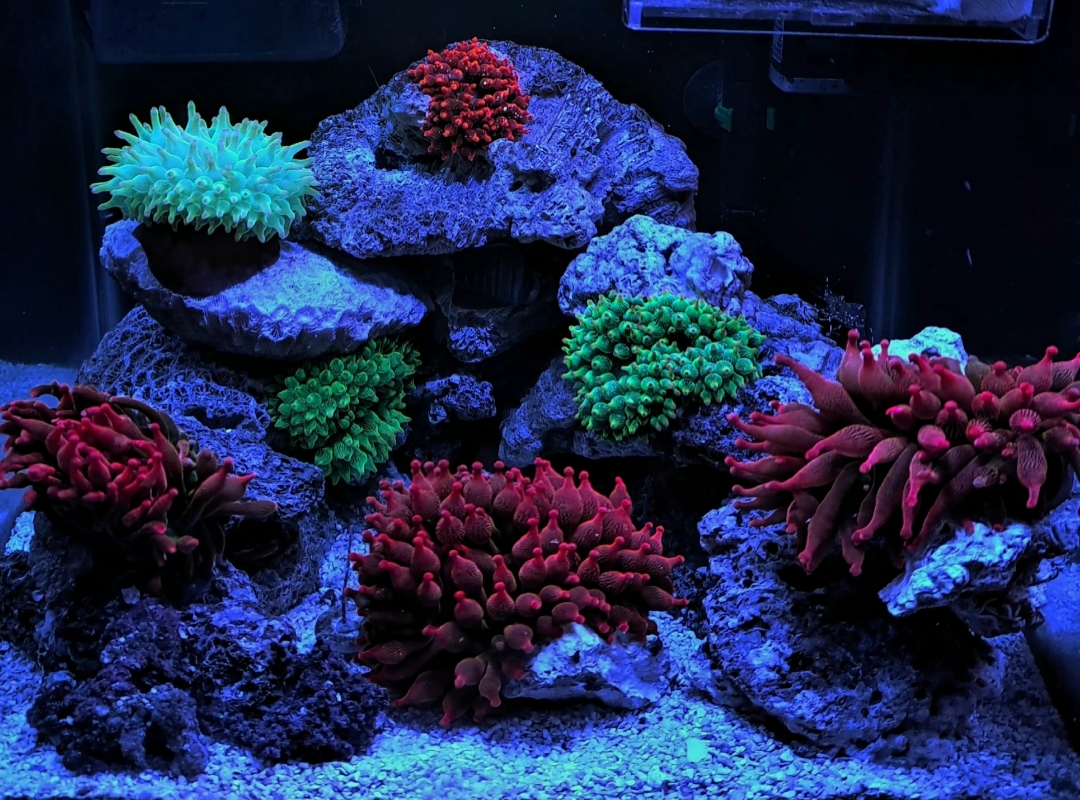 Tank Image