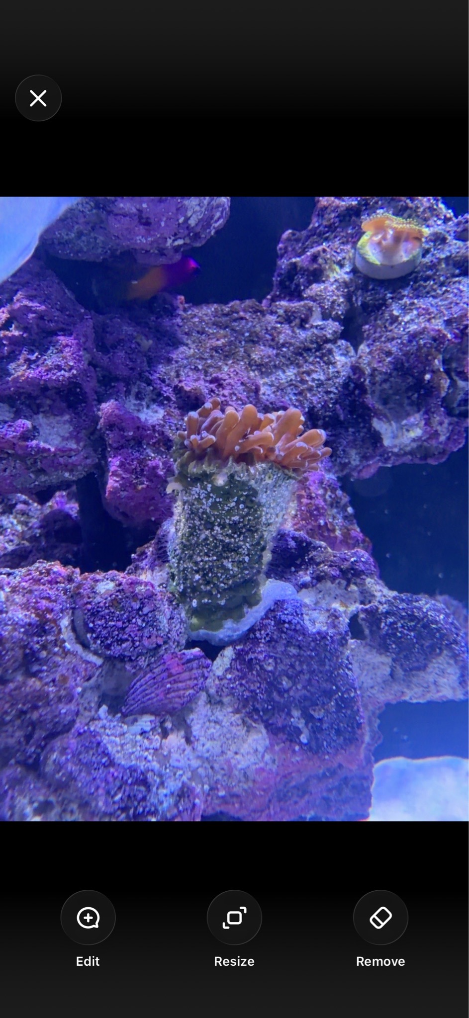 Why is my frogspawn coral shrinking and staying closed - frogspawn coral