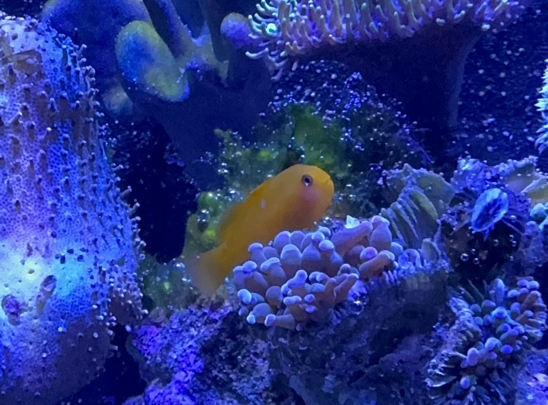 Tank Image