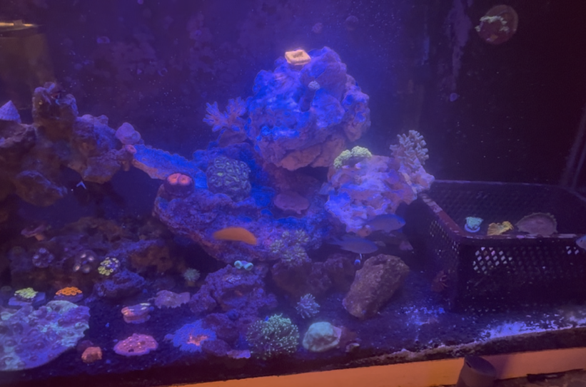 Tank Image