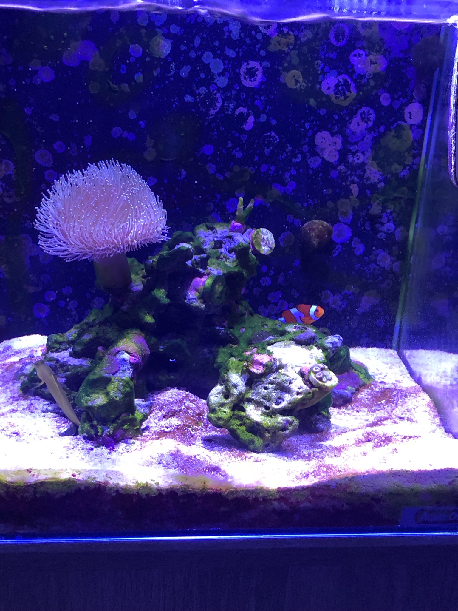 How to control algae and aiptasia in a 35 liter reef tank - aiptasia, clownfish, toadfish