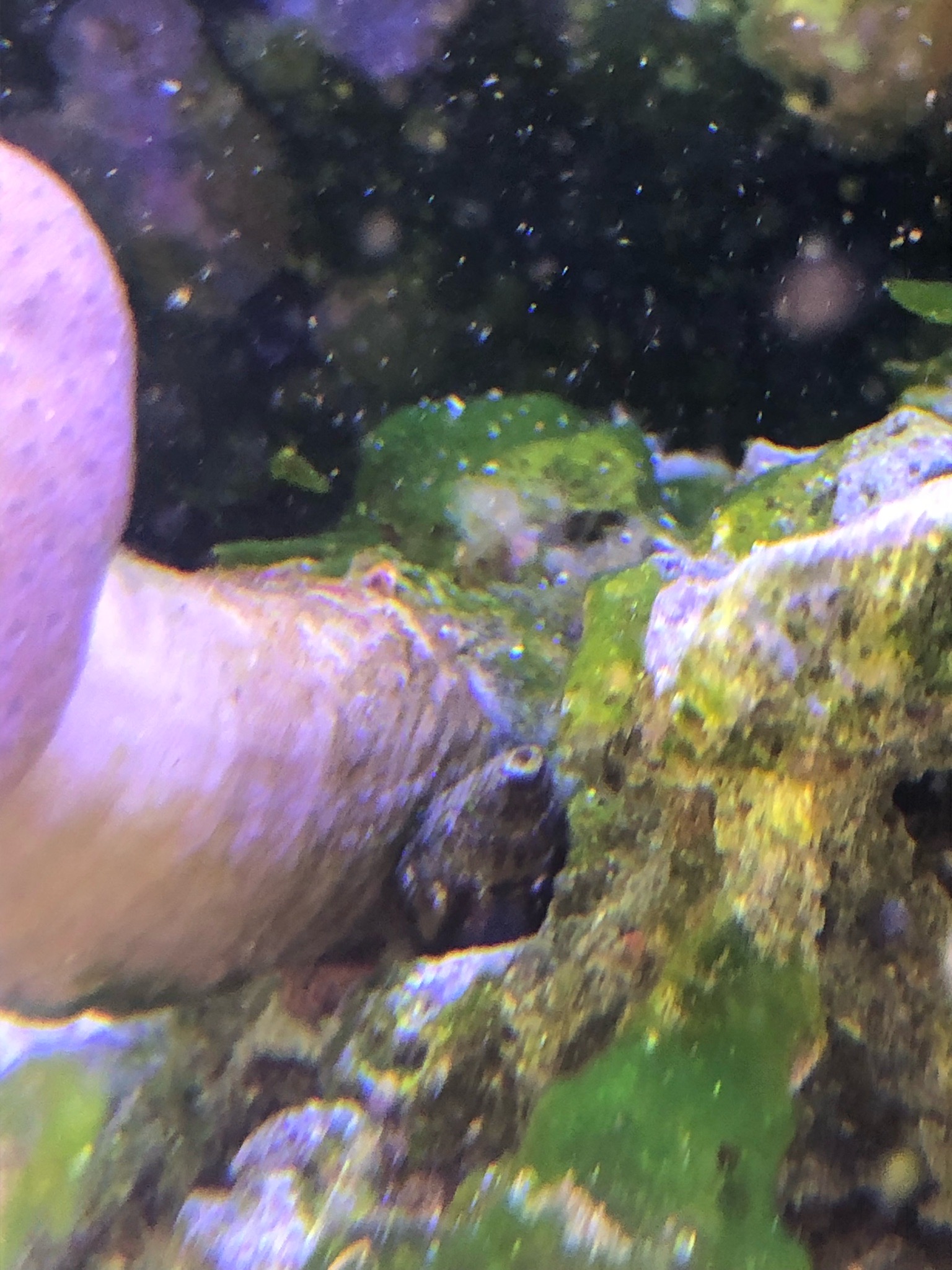 HELP 
I walked into my fish room to see this on my toadstool today, what is this? Will it...