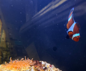 Black Onyx Clownfish