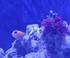 Fish Library Preview