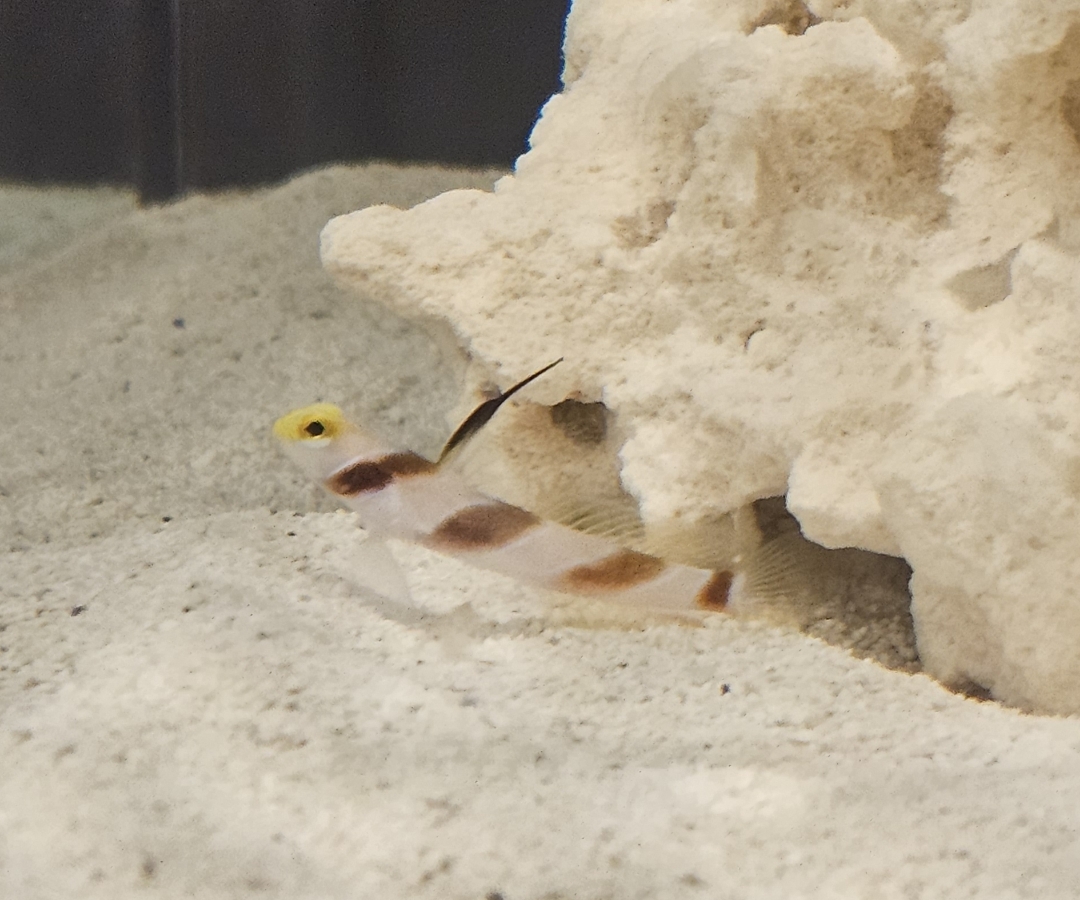 Hi Fin Banded Goby