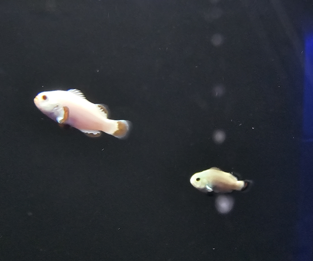 Snow Storm Clownfish