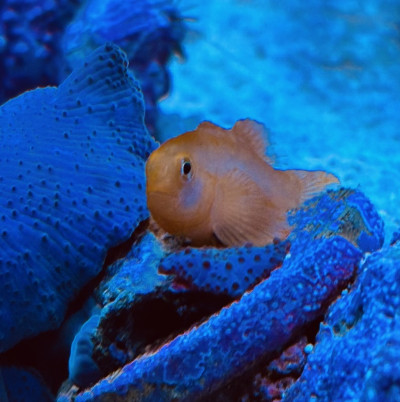 reefpigeon