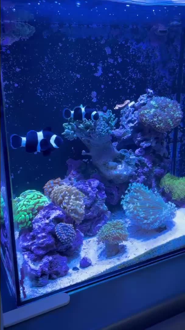 The tank is slowly starting to fill out. Just added a frogspawn and sm...