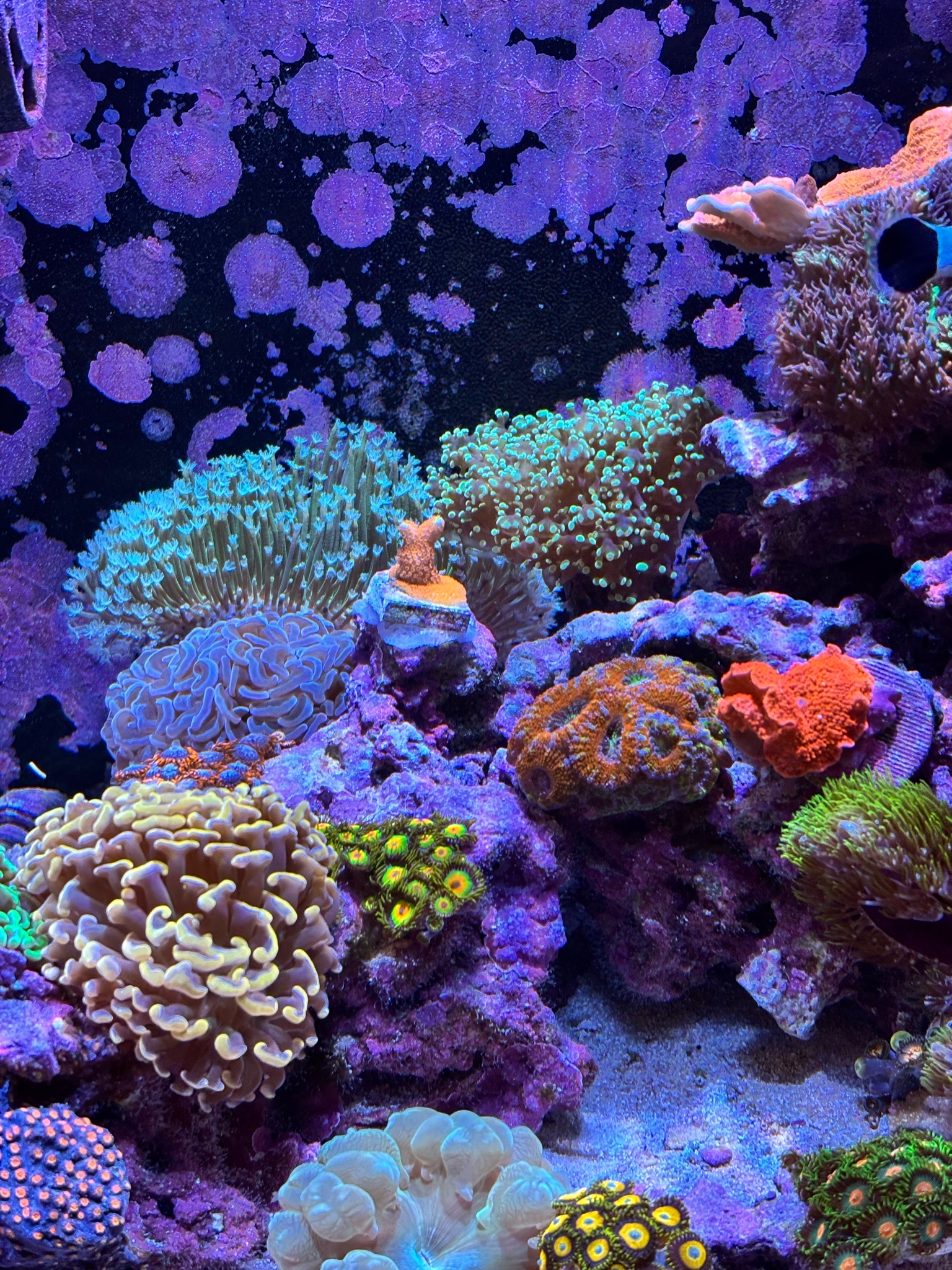 Montipora frag added to tank with Euphyllia and Zoanthids - Montipora Digitata, Montipora coral, Euphyllia coral (photo 2)