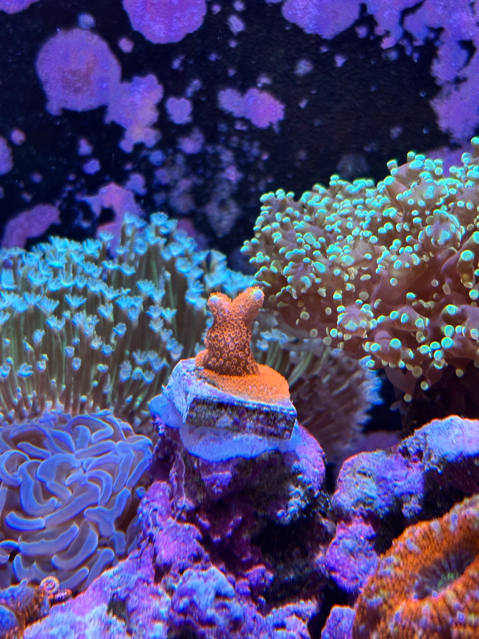 Montipora frag added to tank with Euphyllia and Zoanthids - Montipora Digitata, Montipora coral, Euphyllia coral