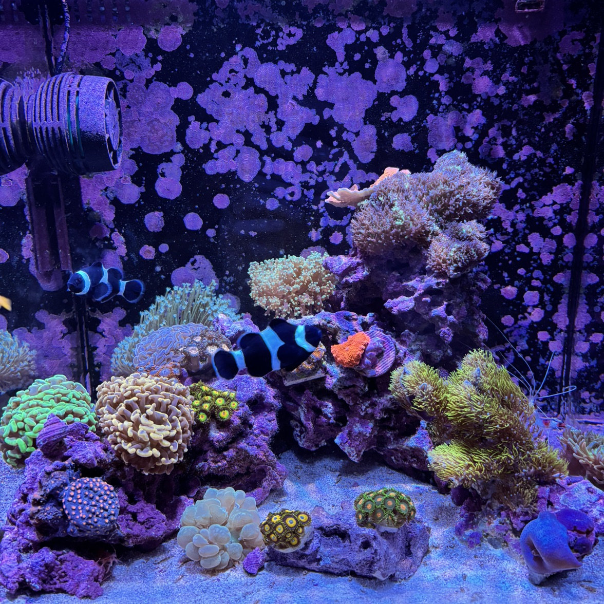 Tank Image