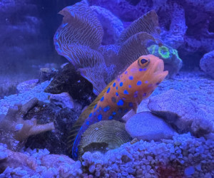 Blue Spotted Jawfish