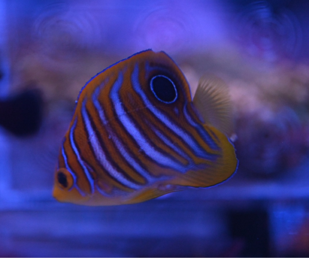 Regal Angelfish