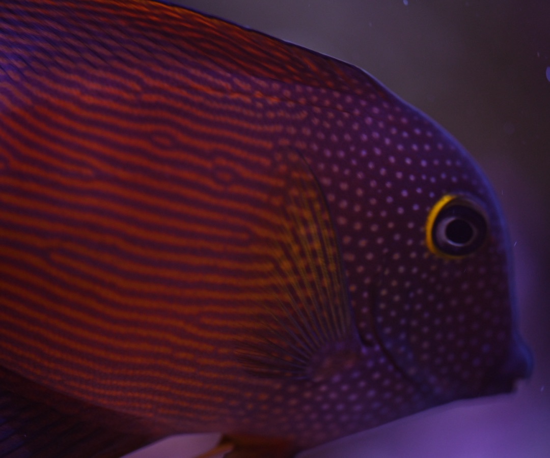 Whitetail Bristletooth Tang