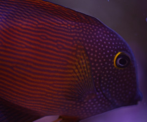 Fish Library Preview