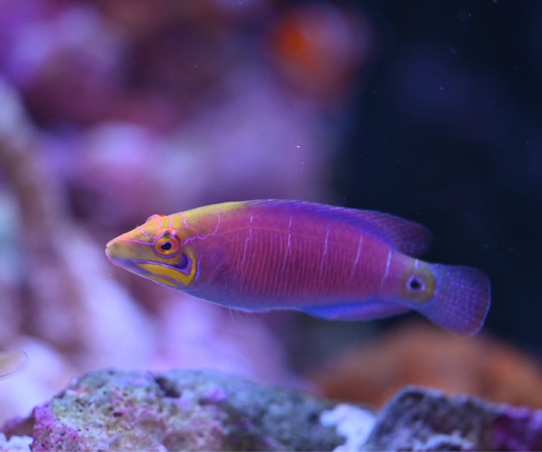Mystery Wrasse