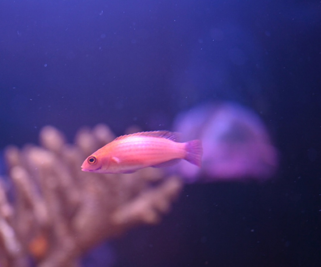 Earle’s Fairy Wrasse