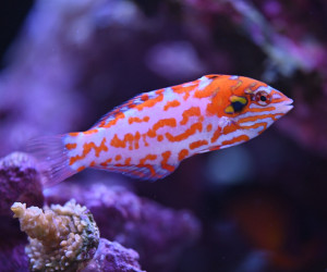 Choat’s Red Leopard Wrasse