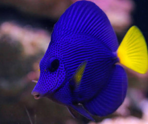 Purple Tang