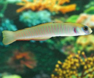 Zebra Dart Goby