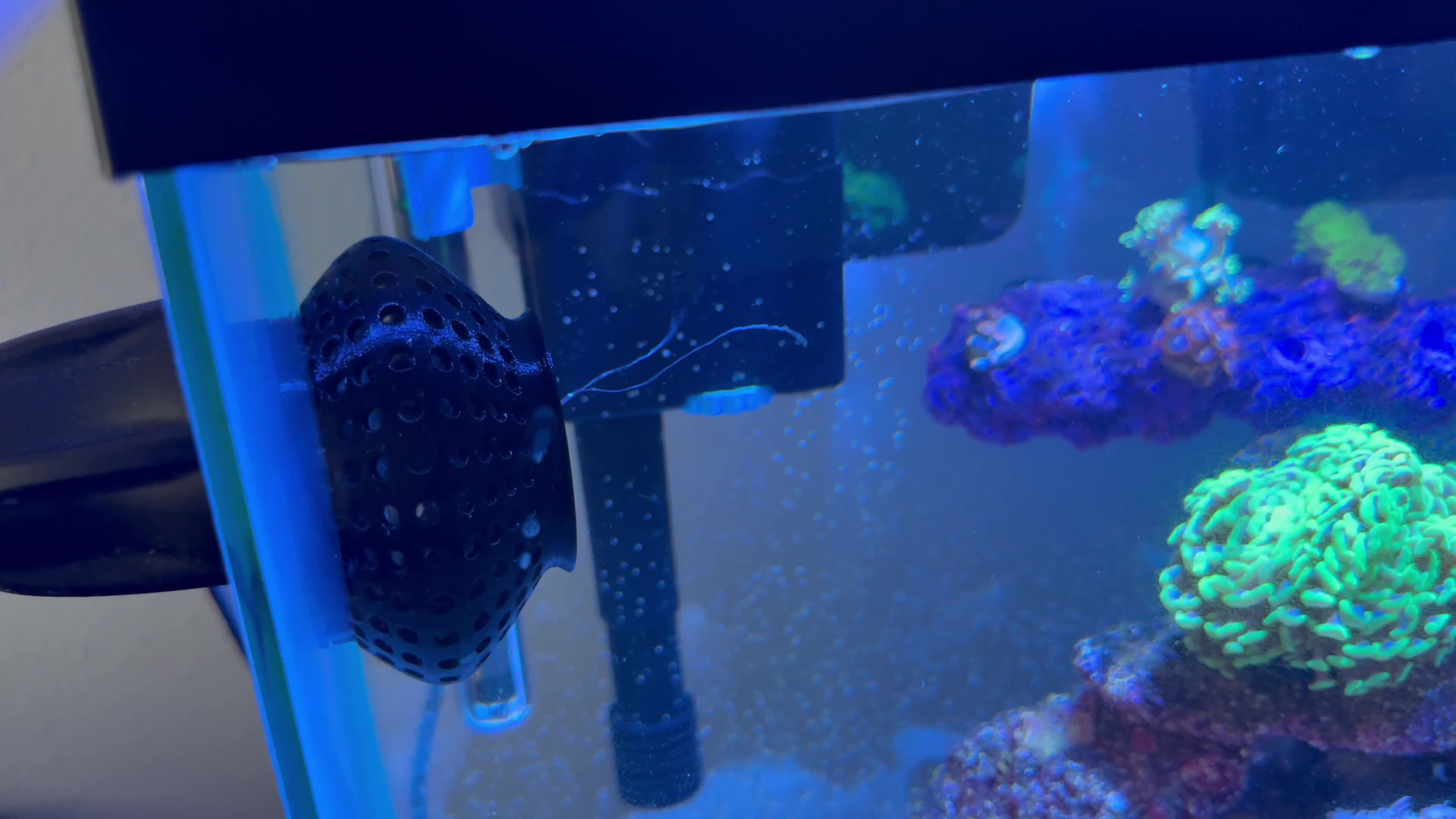 Any idea what this is? About to remove it. | ReefBay