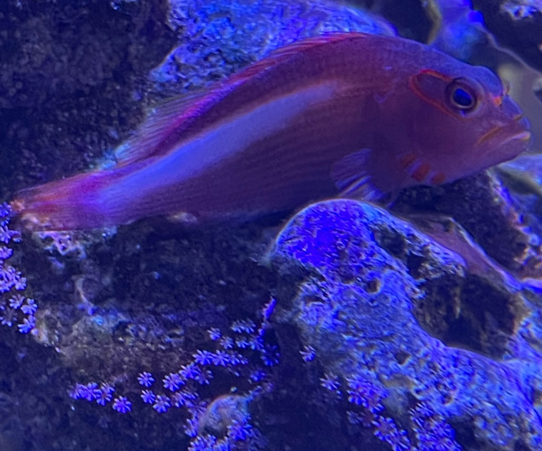 Arc Eye Hawkfish