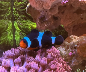 Black Photon Clownfish