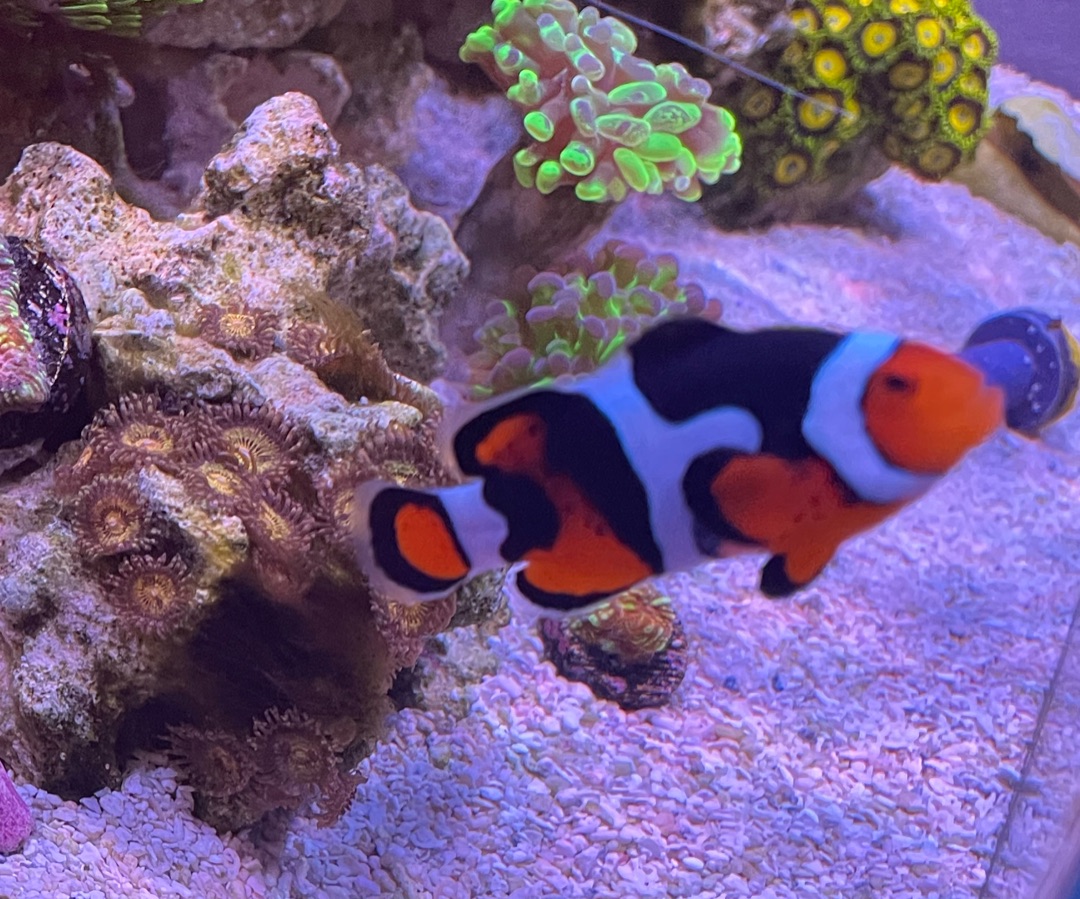 Snow Onyx Clownfish