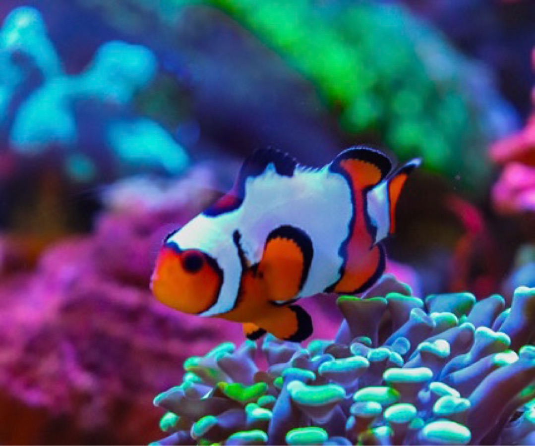Premium Snowflake Clownfish