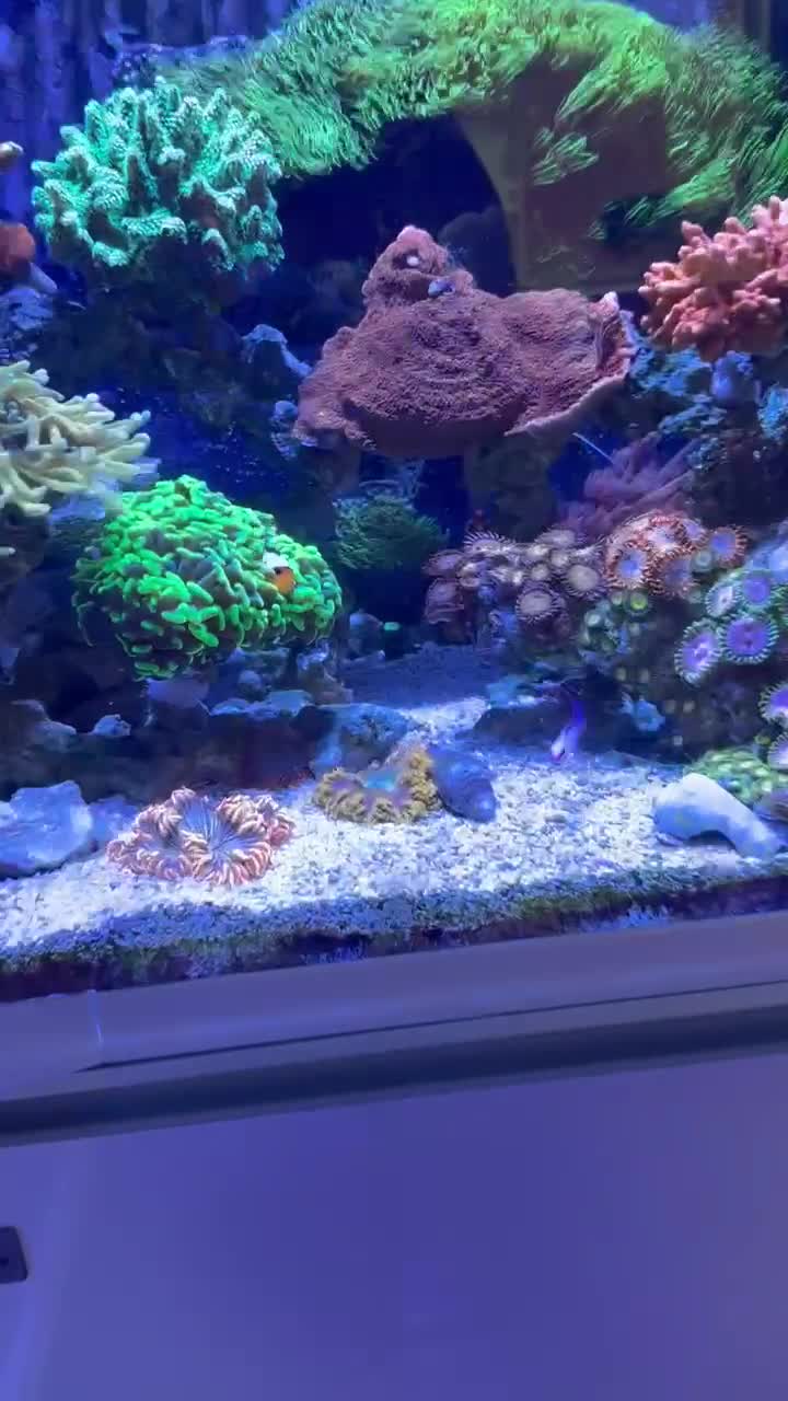 Premium Snowflake Clownfish