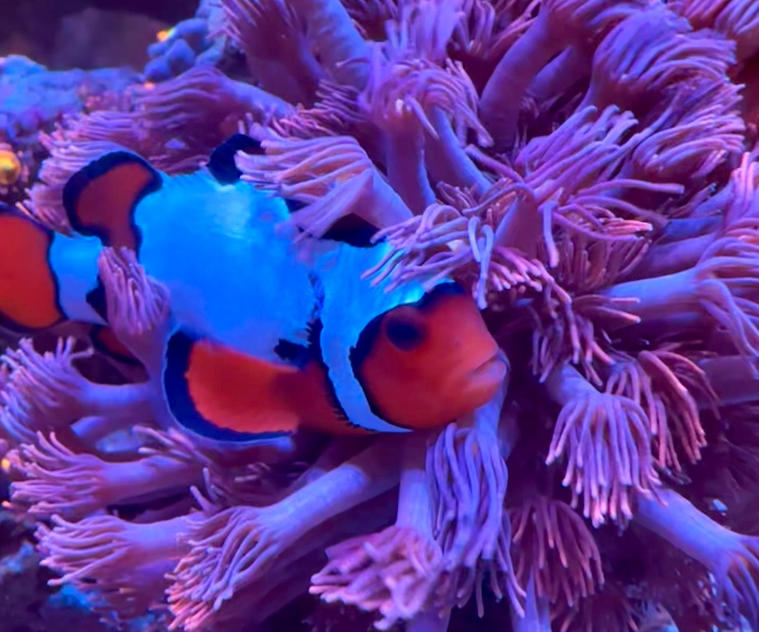 Premium Snowflake Clownfish