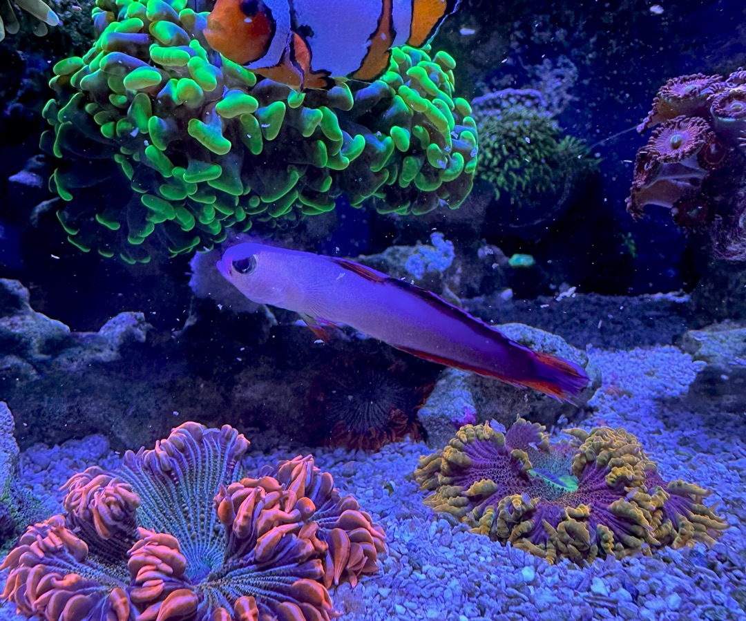 Purple Firefish