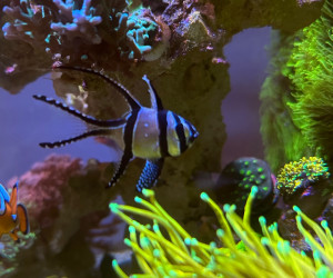 Fish Library Preview