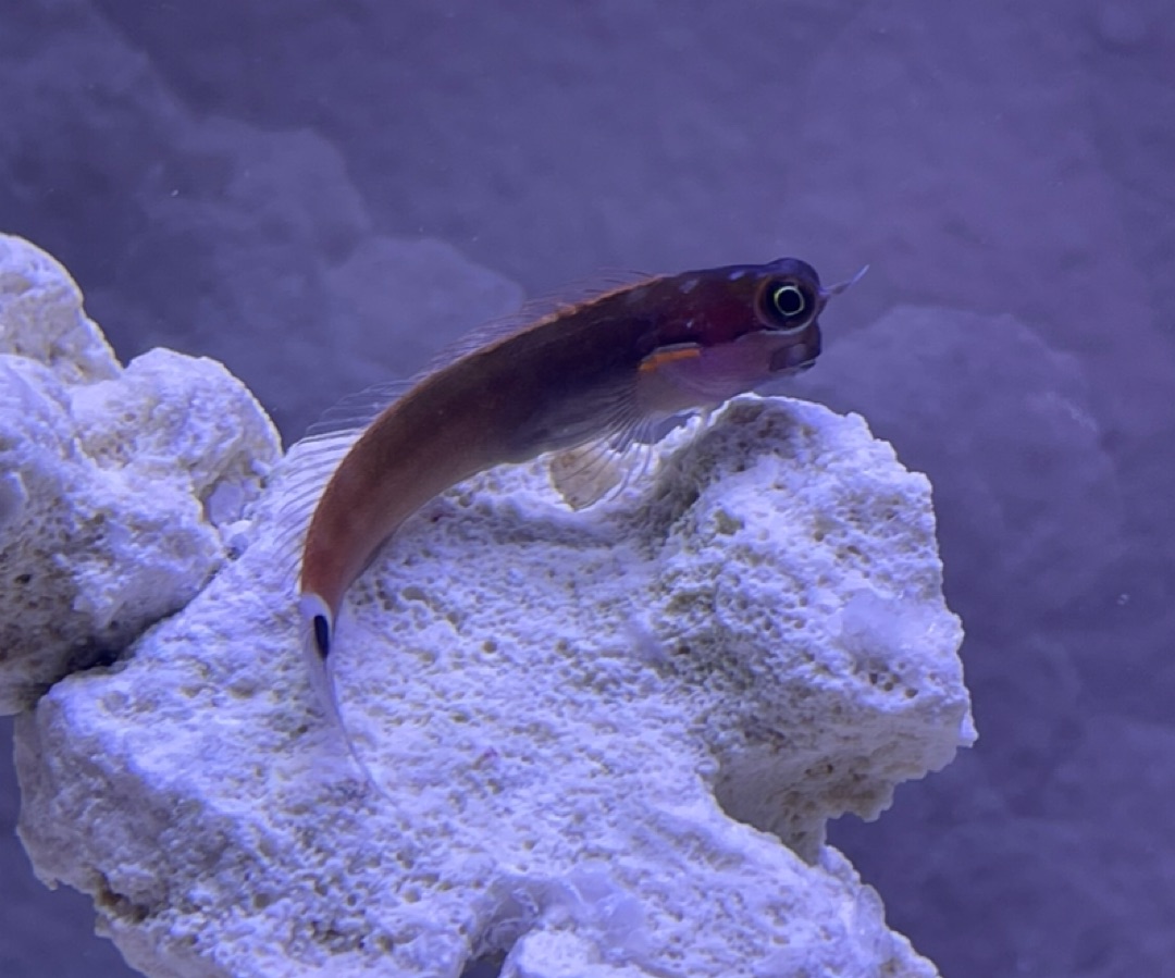 Tailspot Blenny