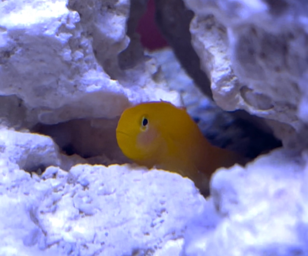 Clown Goby