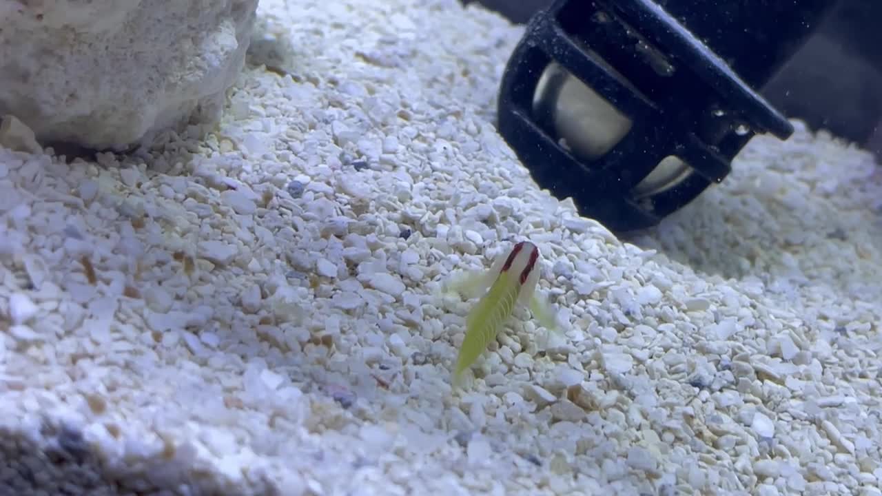 Green Banded Goby