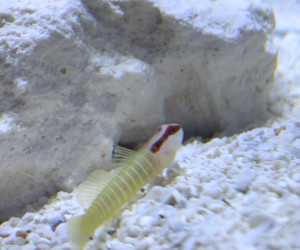 Green Banded Goby