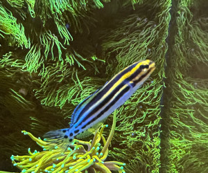 Striped Blenny