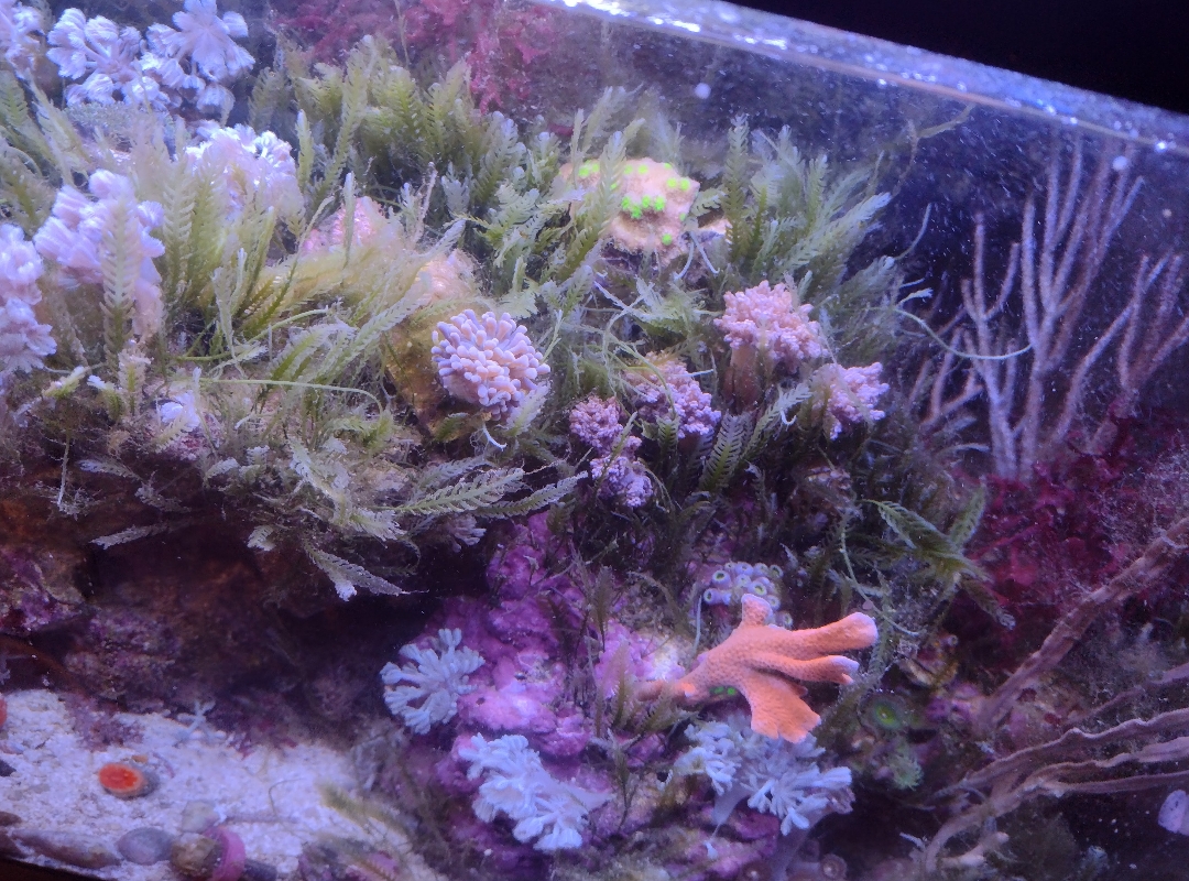 Tank Image