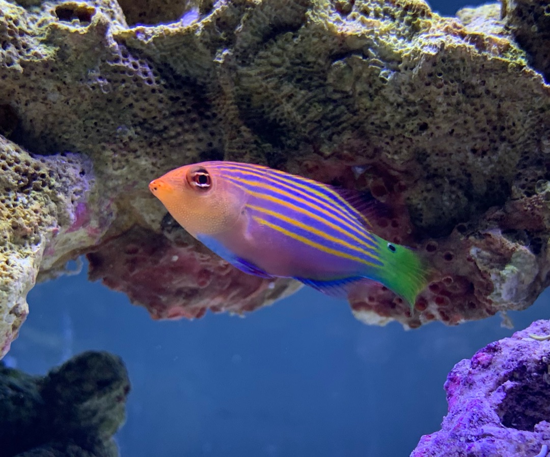 Six Line Wrasse