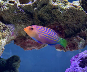Six Line Wrasse