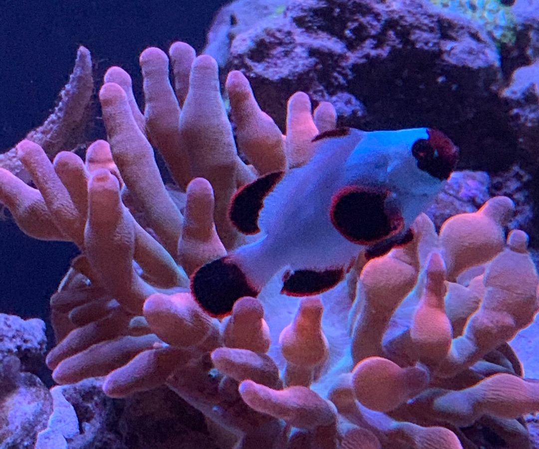 Gold Nugget Maroon Clownfish