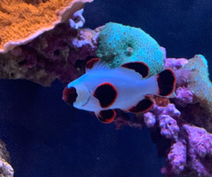 Gold Nugget Maroon Clownfish