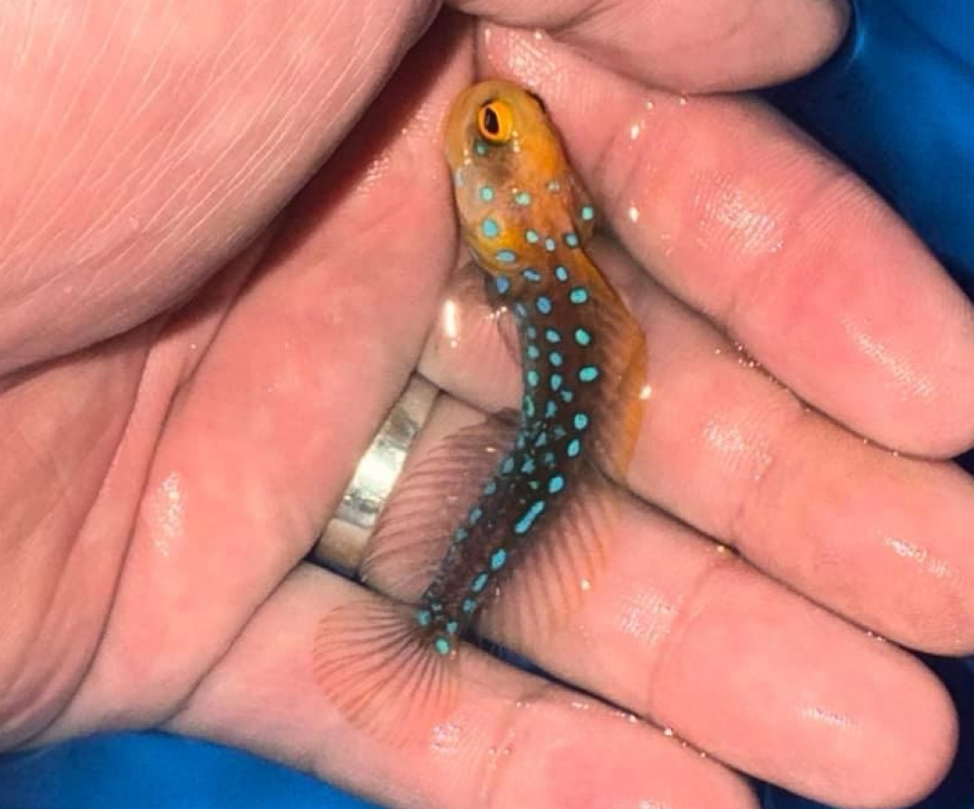 Blue Spotted Jawfish