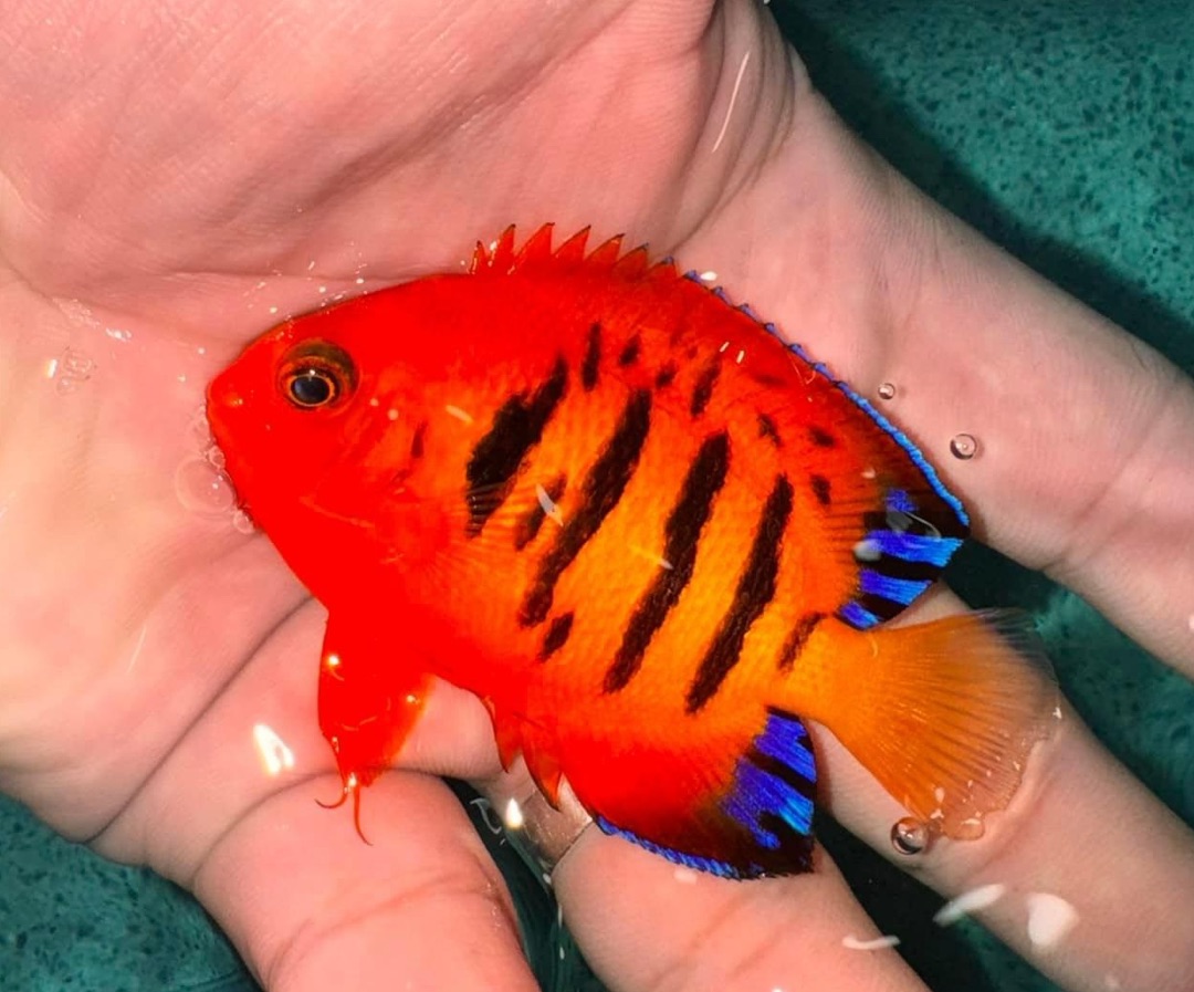 Flame Angelfish