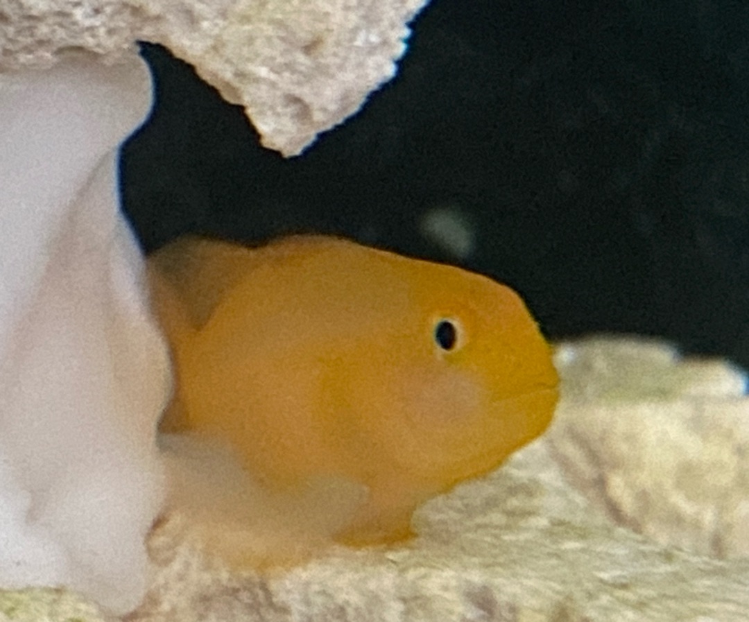 Clown Goby