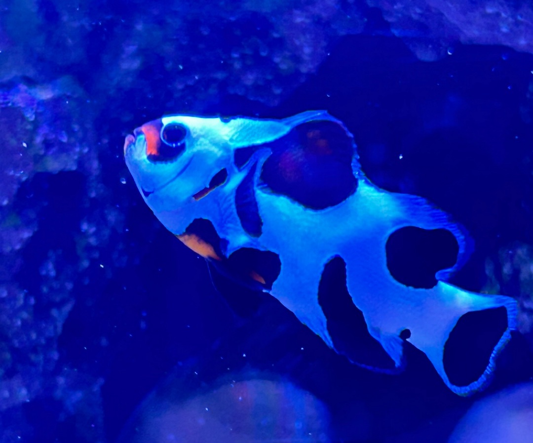 Black Storm Clownfish