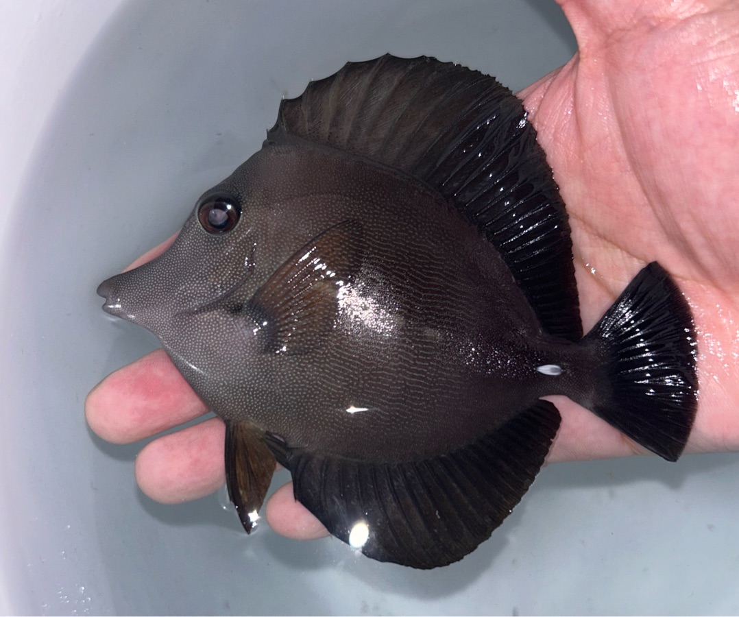 Scopas Tang